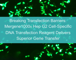 Breaking Transfection Barriers: Mergene1000® Hep G2 Cell-Specific DNA Transfection Reagent Delivers Superior Gene Transfer - cover