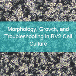 Morphology, Growth, and Troubleshooting in BV2 Cell Culture