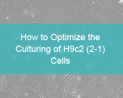 How to Optimize the Culturing of H9c2 (2-1) Cells