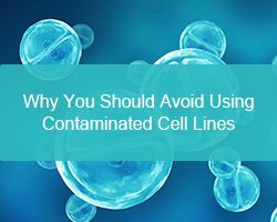 Why You Should Avoid Using Contaminated Cell Lines