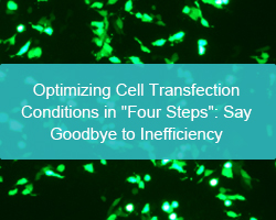 Optimizing Cell Transfection Conditions in "Four Steps": Say Goodbye to Inefficiency