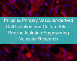 Pricella® Primary Vascular-derived Cell Isolation and Culture Kits—Precise Isolation Empowering Vascular Research