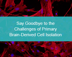 Say Goodbye to the Challenges of Primary Brain-Derived Cell Isolation