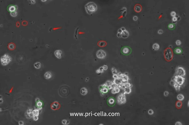 How to determine cell status-2