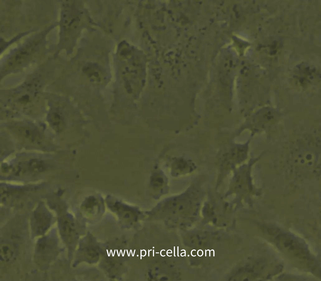 How to determine cell status-3