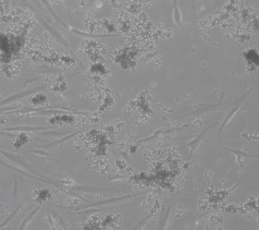 How to determine cell status-6
