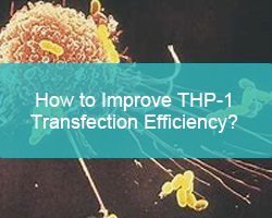 How to Improve THP-1 Transfection Efficiency?