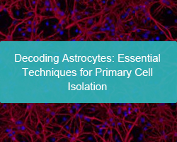 Decoding Astrocytes: Essential Techniques for Primary Cell Isolation