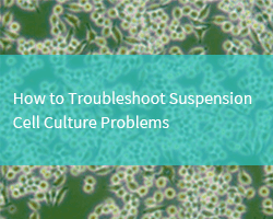 How to Troubleshoot Suspension Cell Culture Problems