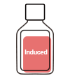 Induced Differentiation Medium